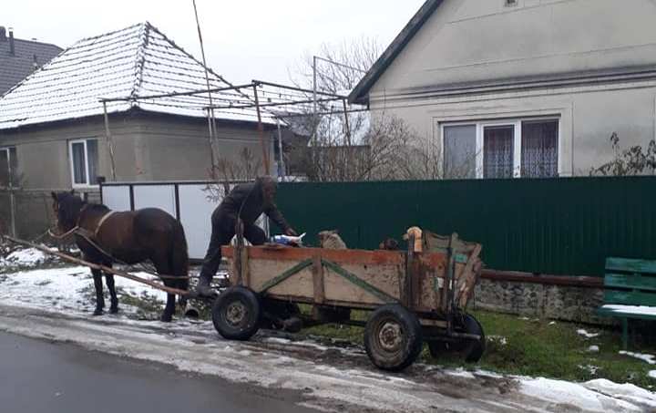 Ром з Мукачівщини їздить з возом за збирає собак (ФОТО, ВІДЕО)