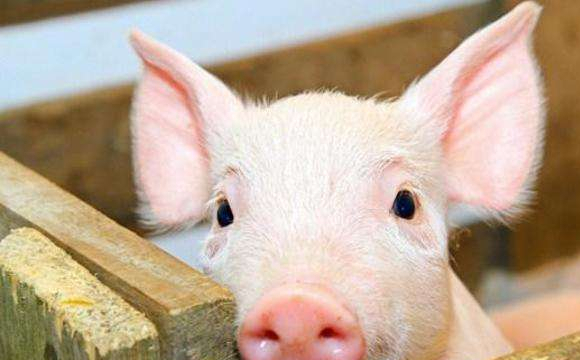 Спалах чуми свиней зафіксовано на Закарпатті