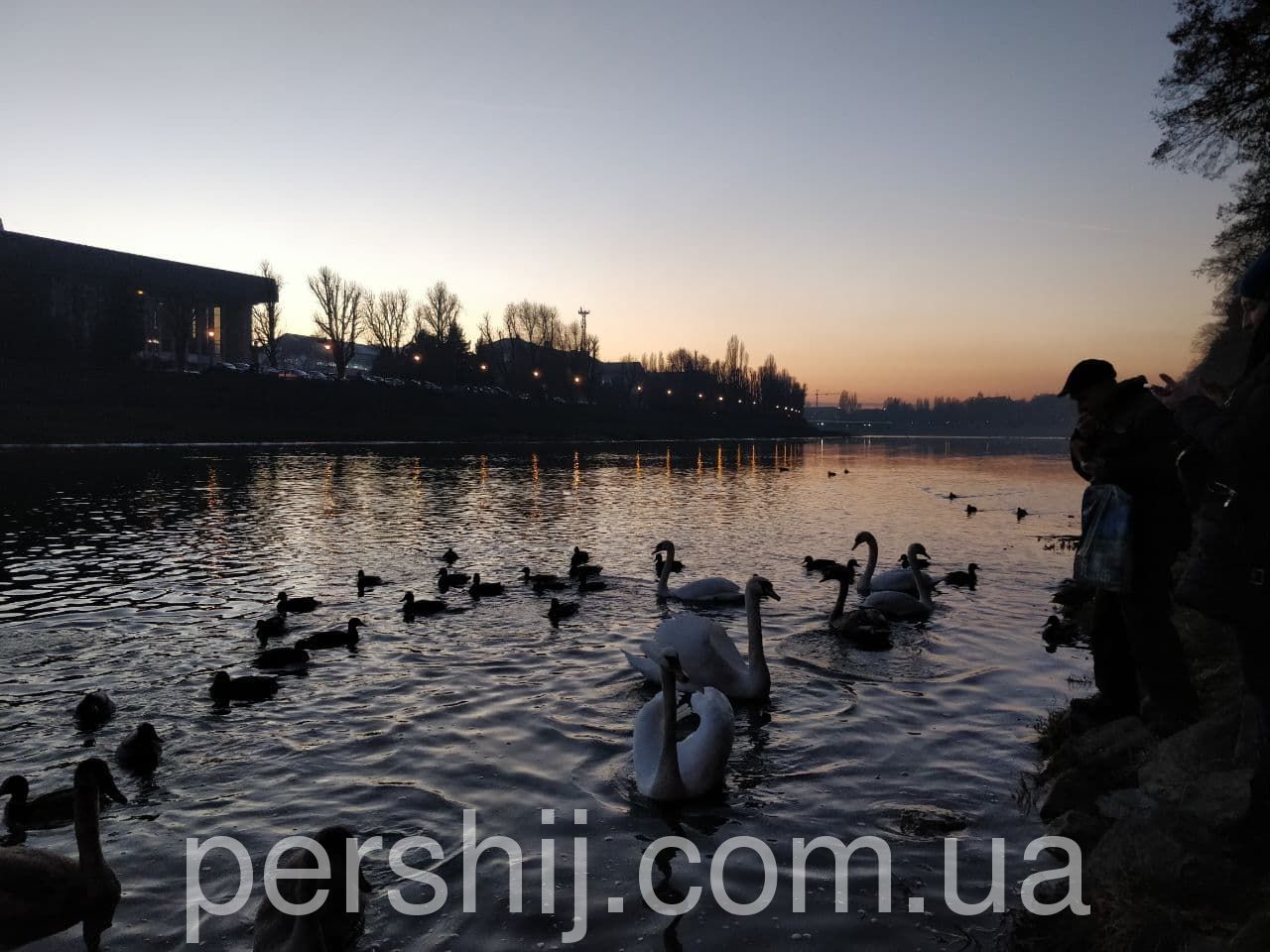Ручні лебеді в Ужгороді (ФОТО)