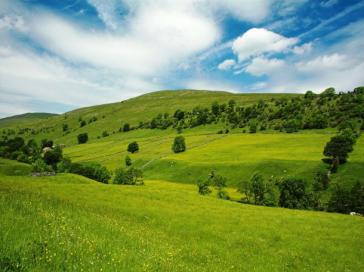 На Тячівщині викрито злочинну організовану групу посадовців які незаконно відчужували землю