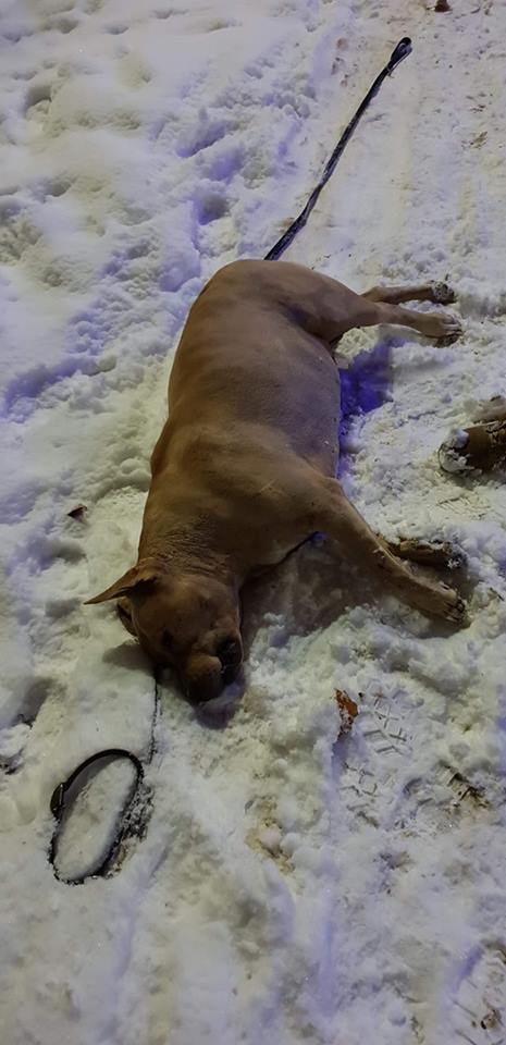 В Ужгороді, через оголений провід, струмом вбило собаку місцевого мешканця - соцмережі (ФОТО)