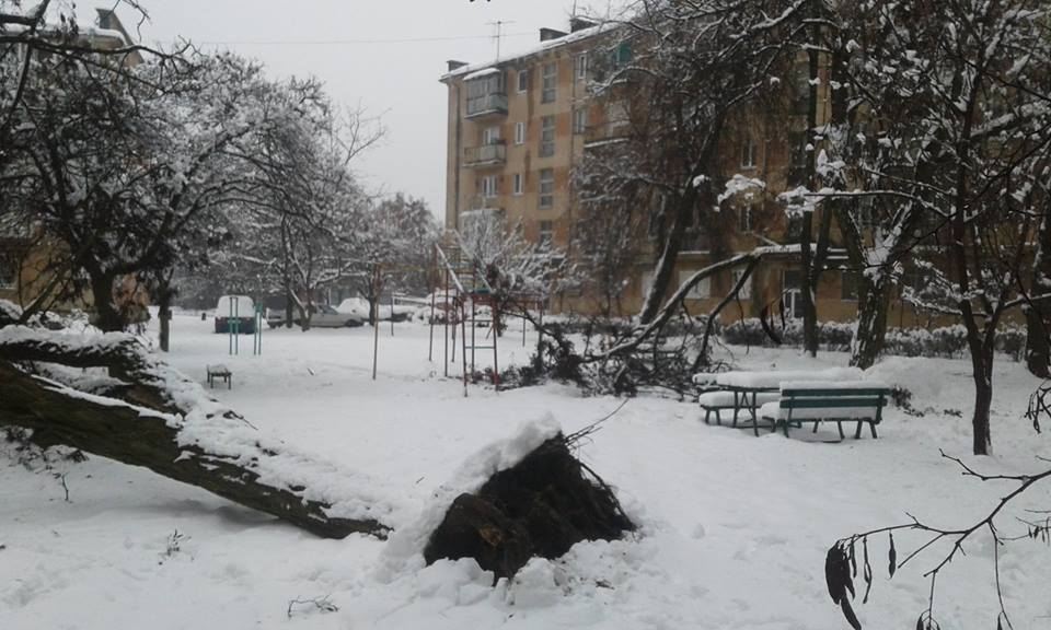 В Мукачеві через негоду дерево впало на дитячу площадку (ВІДЕО)
