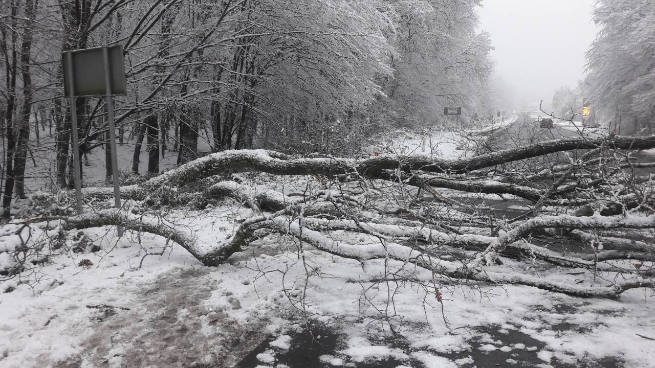 На Закарпатті у зв'язку з сильними снігопадами відбулося падіння 4 дерев на проїжджі частини