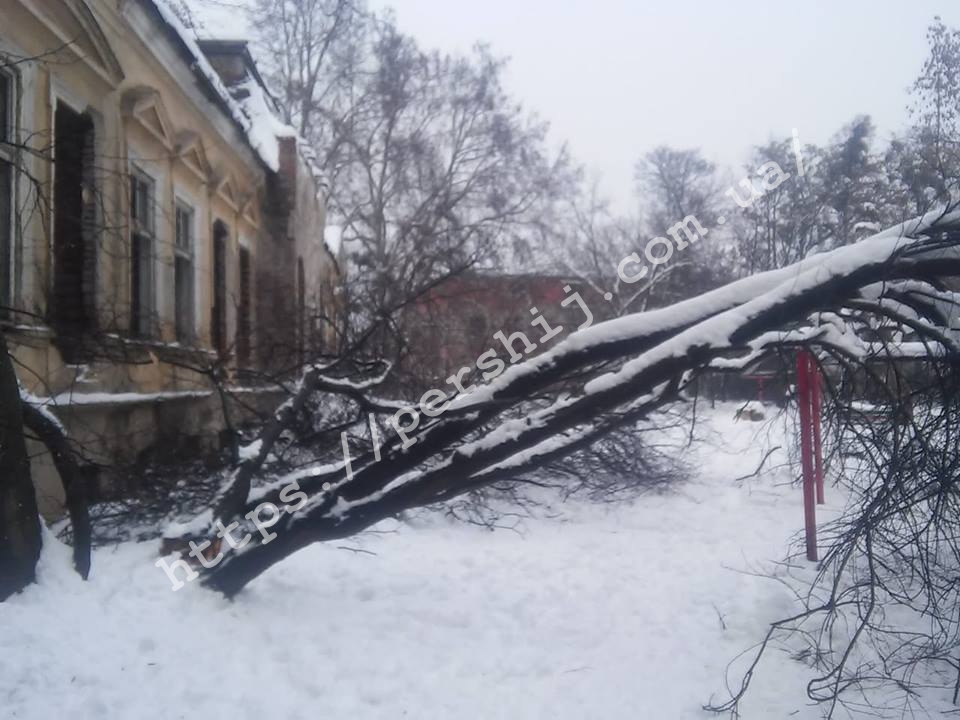 У Мукачеві негода повалила дерева у житловому районі поруч палацу Ковнера (ФОТО)