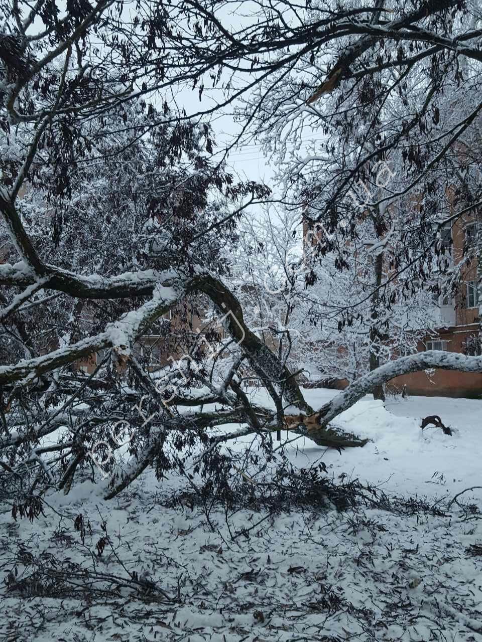 В Мукачеві на вулиці Окружній внаслідок негоди, впало величезне дерево (ФОТО)