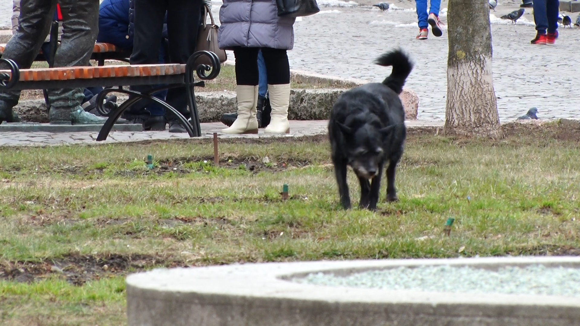 Собача любов. Тваринні зграї на вулицях Мукачева (ВІДЕО)