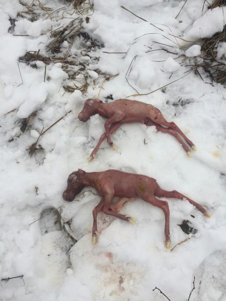 Браконьєри вбили вагітну самку червонокнижного лося (ФОТО 18+)