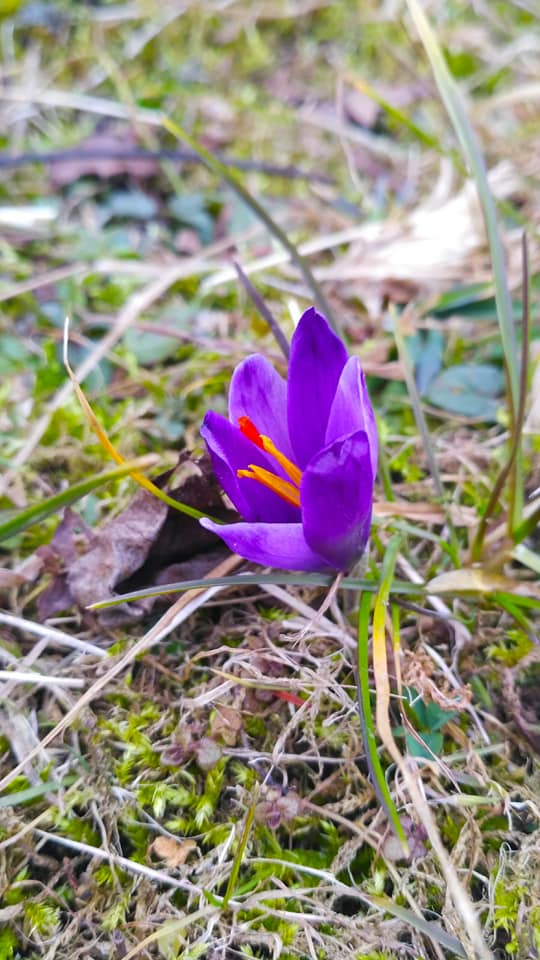 Весна вже не за горами: у Карпатах в лютому зацвіли перші крокуси (ФОТО)
