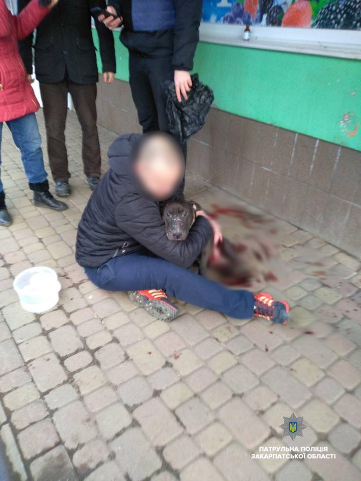Кривавий інцидент в Ужгороді: на проспекті підрізали бійцівського пса (ФОТО)