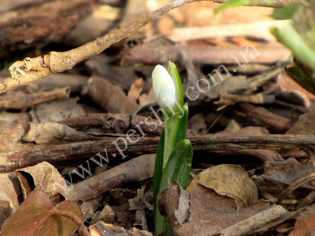 У Мукачеві вже квітують червонокнижні Galanthus nivalis та яскраві пряні півникові (ФОТО)