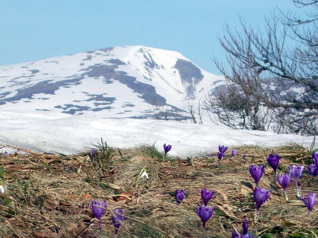 Там, де зима зустрічається з весною: унікальна природа Карпат (ФОТО)