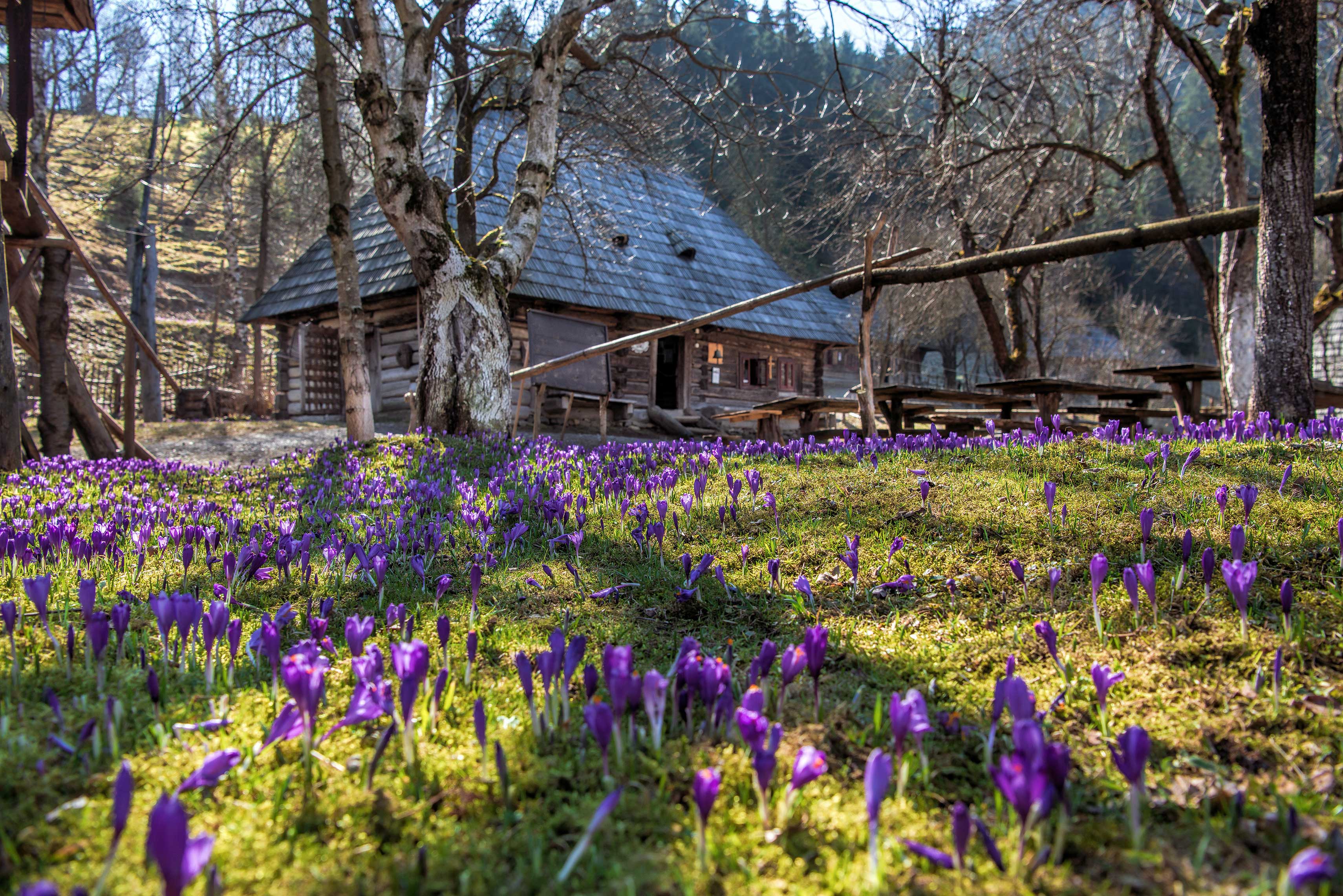 Начало весны в деревне. Долина крокусов в селе Колочава. Природа весной. Весенняя природа. Весенний пейзаж.
