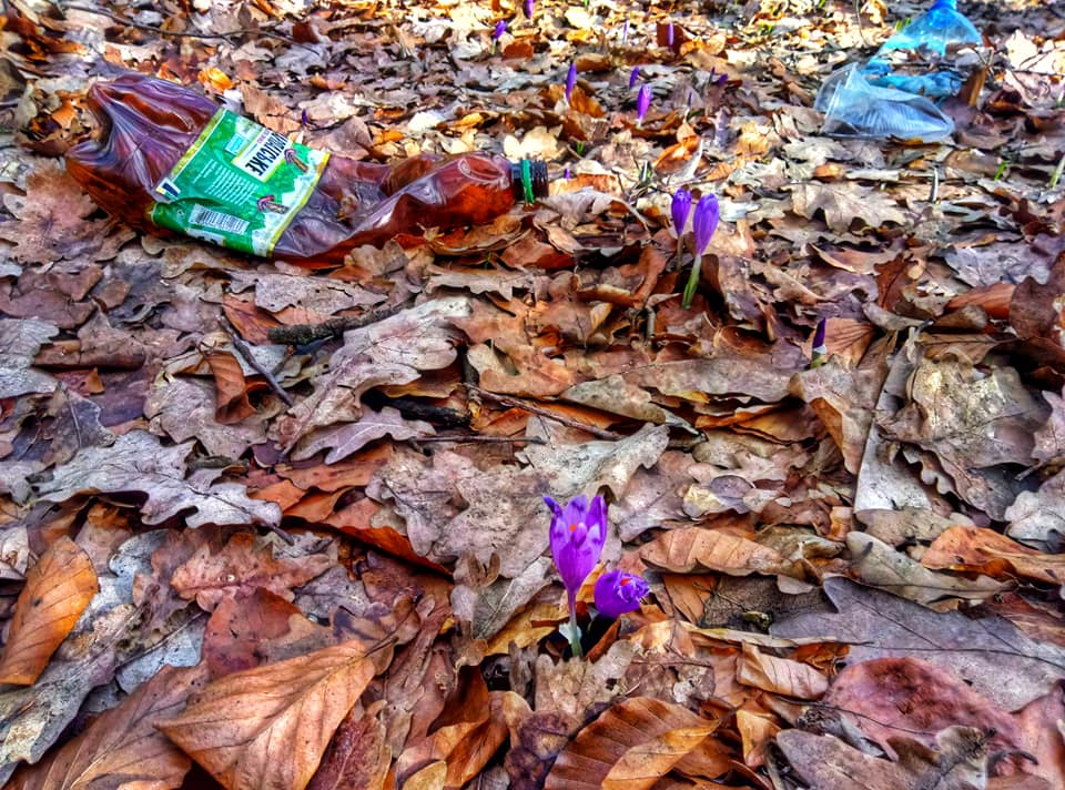 Пластмаса та скло: на Закарпатті первоцвіти в лісу сходять поміж сміття (ФОТО)
