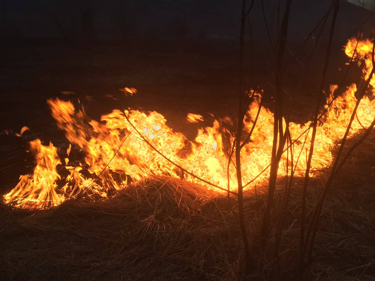 Масштабна пожежа у Мукачеві: поблизу будинків палає сухостій (ВІДЕО)