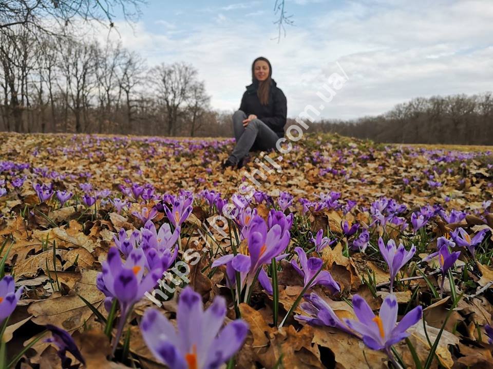 Шафран червонокнижний: весняне диво на Виноградівщині (ФОТО)