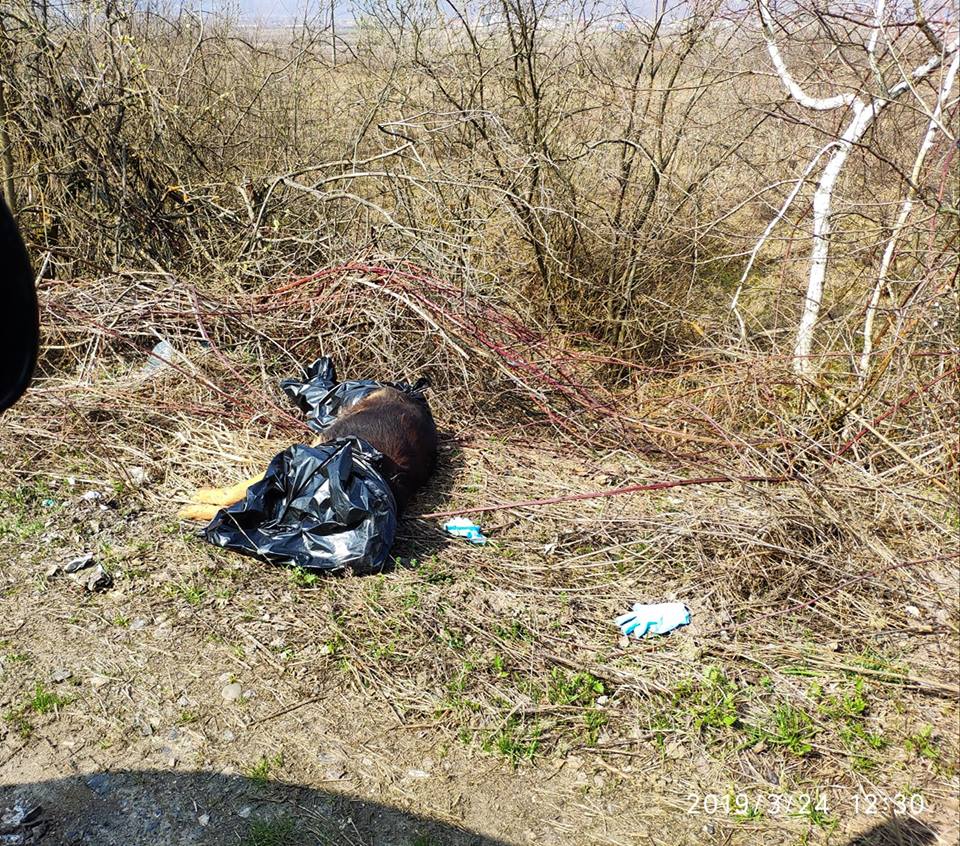 Поблизу Хуста господар викинув мертвого пса просто при дорозі (ФОТО)