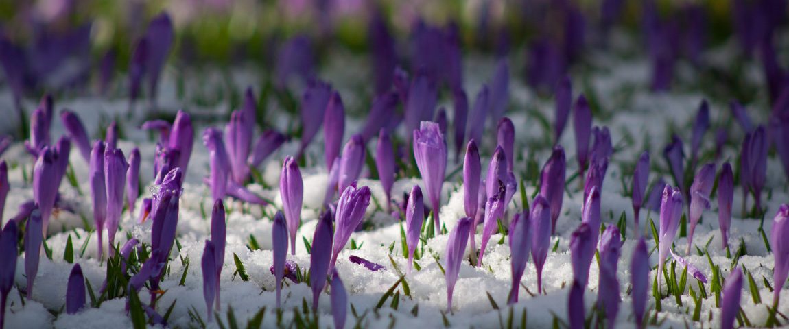 На Міжгірщині розпочався сезон полювання на квіткових браконьєрів