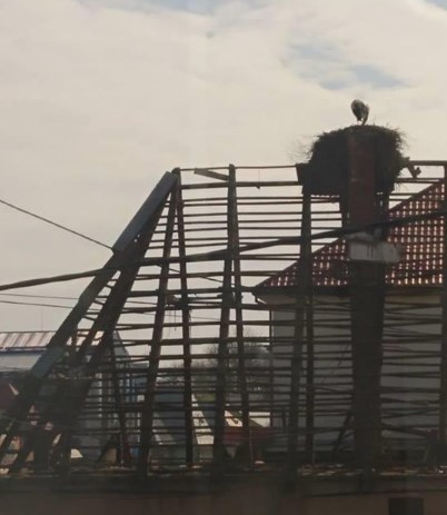У Тячеві під час знесення старої хати, врятували гніздо лелек (ФОТО)