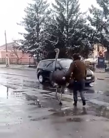 У селі Крупець Хмельницької області страус влаштував міні-колапс на дорозі (ВІДЕО)