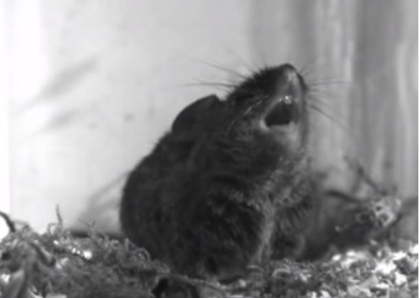 Вчені показали мишей, які вміють співати (ВІДЕО)