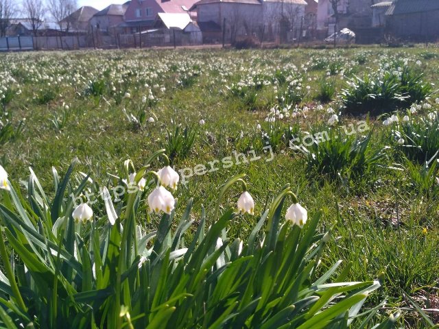 Закарпаття унікальне: дике поле підсніжників квітує на Іршавщині (ФОТО)