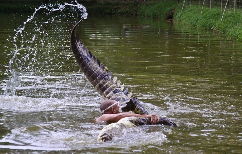 Рідкісні кадри: в Індонезії відзняли, як крокодил-людоїд плавав з бездиханним тілом водолаза в зубах (ВІДЕО)