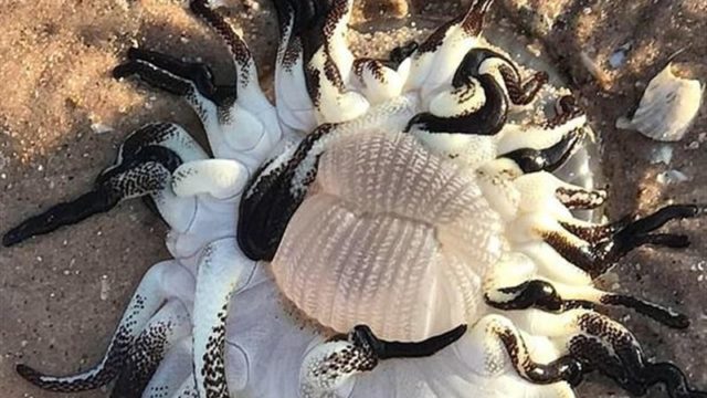 В Австралії на берег викинуло невідому дивну істоту (ФОТО)