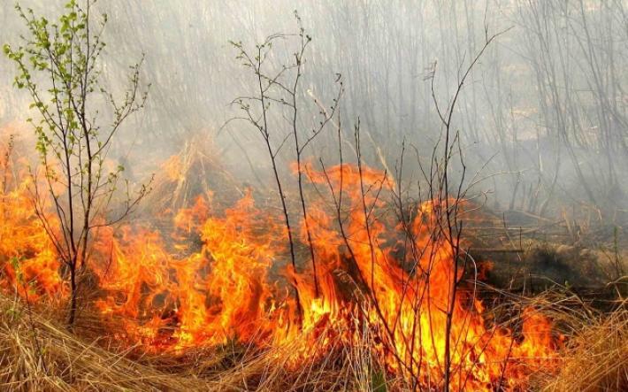 Стихійна пожежа на Хустщині: вогонь підбирається до санаторію "Шаяни"