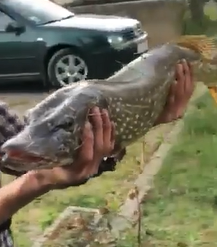 На Виноградівщині упіймали рибу-велетня (ВІДЕО)