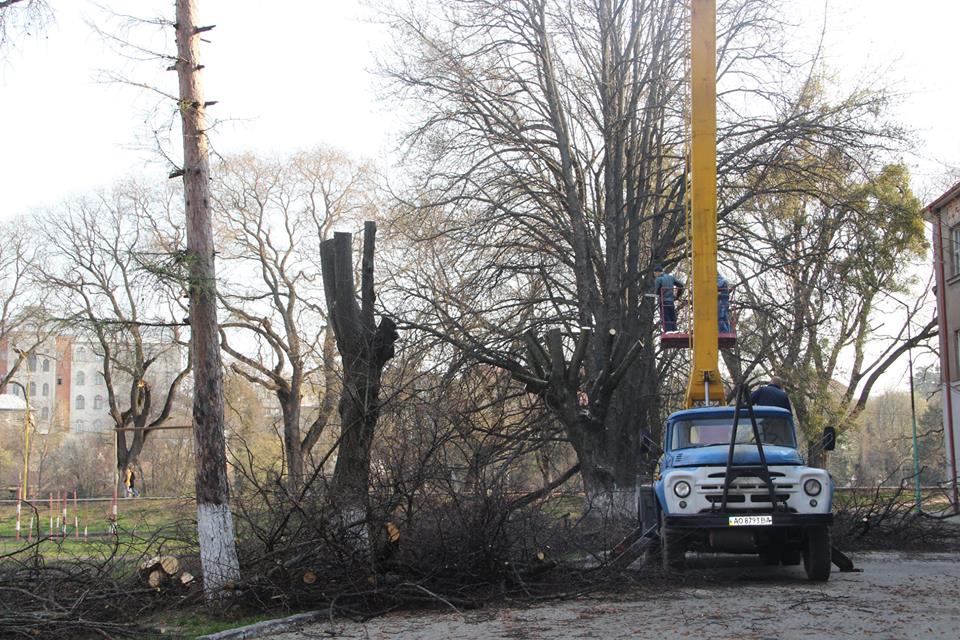 "Не подобається - іди жити в Іспанію!": як в Ужгороді дерева обрізають? (ФОТО)