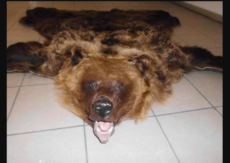Закарпатець не довіз до Угорщини…шкуру ведмедя