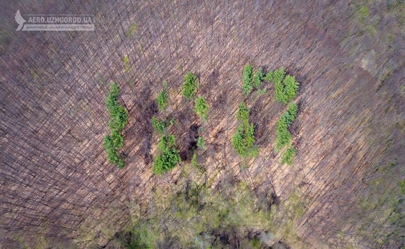 Закарпаття втрачає унікальну зелену «родзинку» (ФОТО)