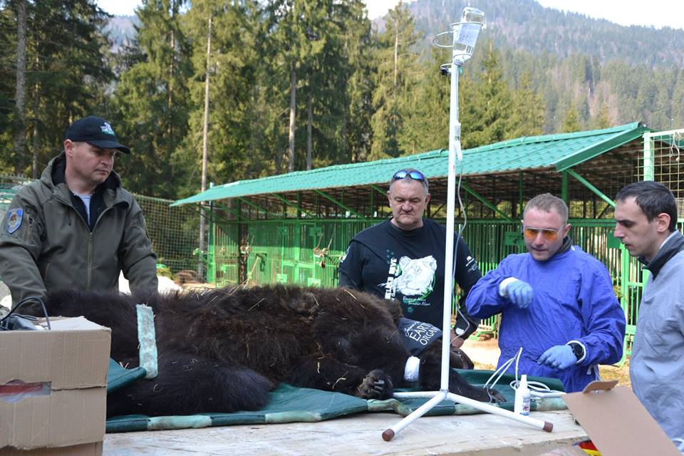 У Реабілітаційному центрі бурих ведмедів Національного парку «Синевир» клишоногим провели діагностику (ФОТО)