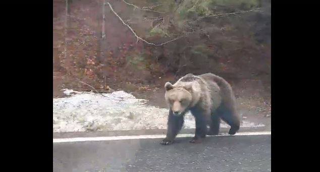 Зустріли бурого карпатського ведмедя по дорозі на роботу? Привітайтеся! (ВІДЕО)