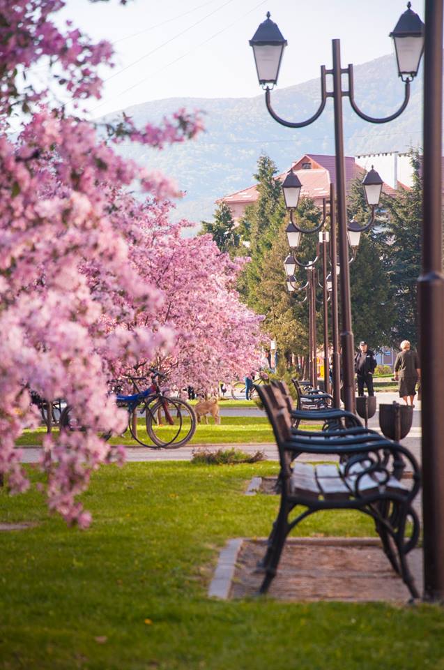 Місто кольору мрій: весняний Хуст "одягнувся" у рожеве (ФОТО, ВІДЕО)