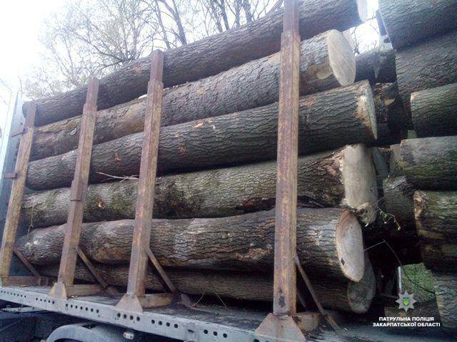 На Закарпатті масово вирубують ліси: правоохоронці задокументували незаконне перевезення деревини (ФОТО)