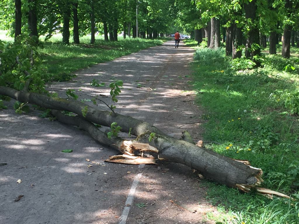 В Ужгороді просто на пішохідну доріжку рухнуло аварійне дерево (ФОТО)