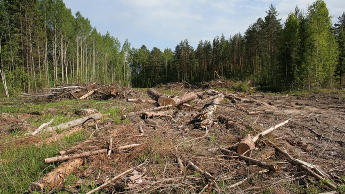 На Закарпатті незаконна вирубка дерев скоротилася більш ніж на 40%