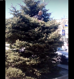 Ну майже як новорічна зіронька: мережею поширюють відео, як чоловік заснув на верхівці ялинки в центрі міста (ВІДЕО)
