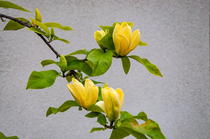Квітучий Ужгород: або не сакурами єдиними (ФОТО)