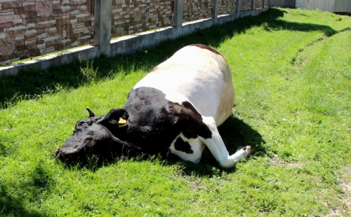 Важливо: на Мукачівщині зафіксовано вже другий випадок сказу великої рогатої худоби