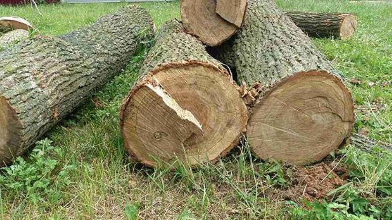 Прокуратура домоглась стягнення шкоди, заподіяної незаконною порубкою дерев на Міжгірщині