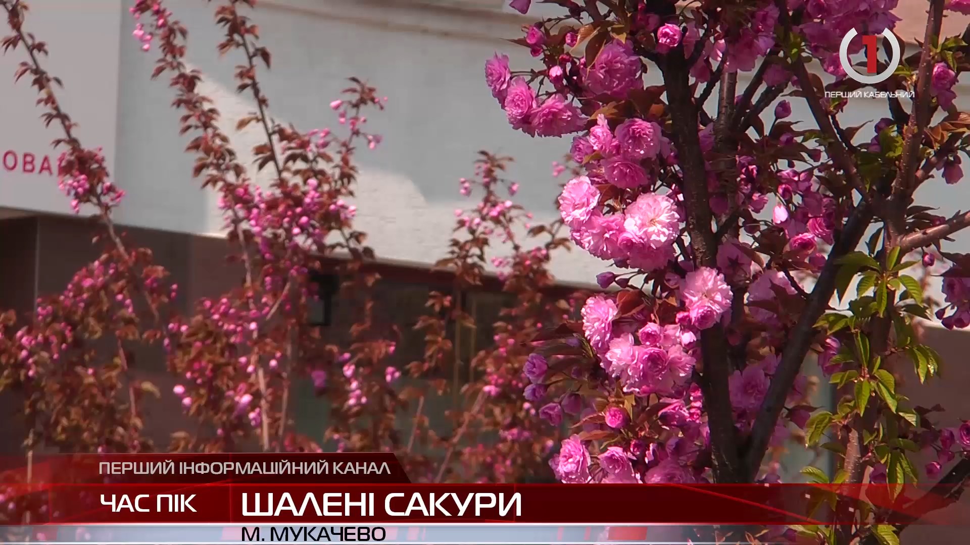 Шалені сакури: Мукачево у полоні рожевого цвіту (ВІДЕО)
