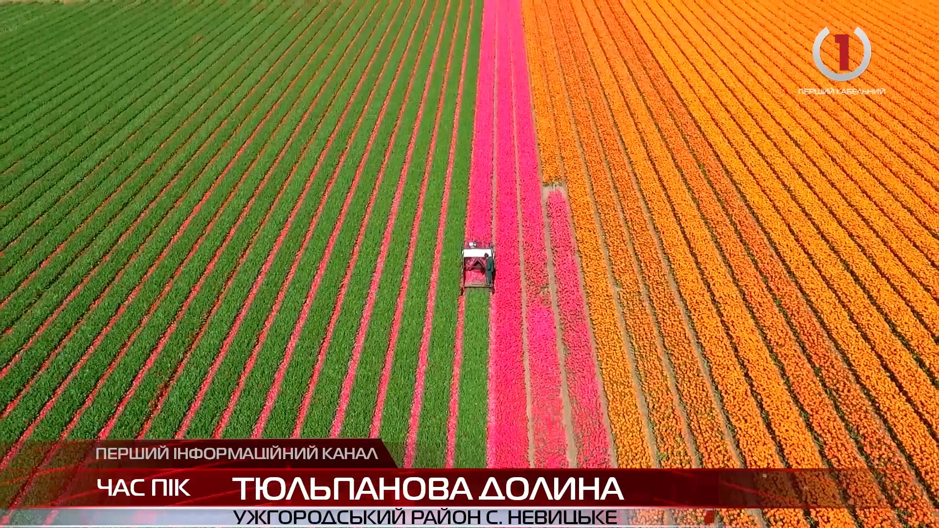 На Закарпатті одному з 10 «Неймовірних сіл України» Нідерланди подарували 10 тиc тюльпанів (ВІДЕО)