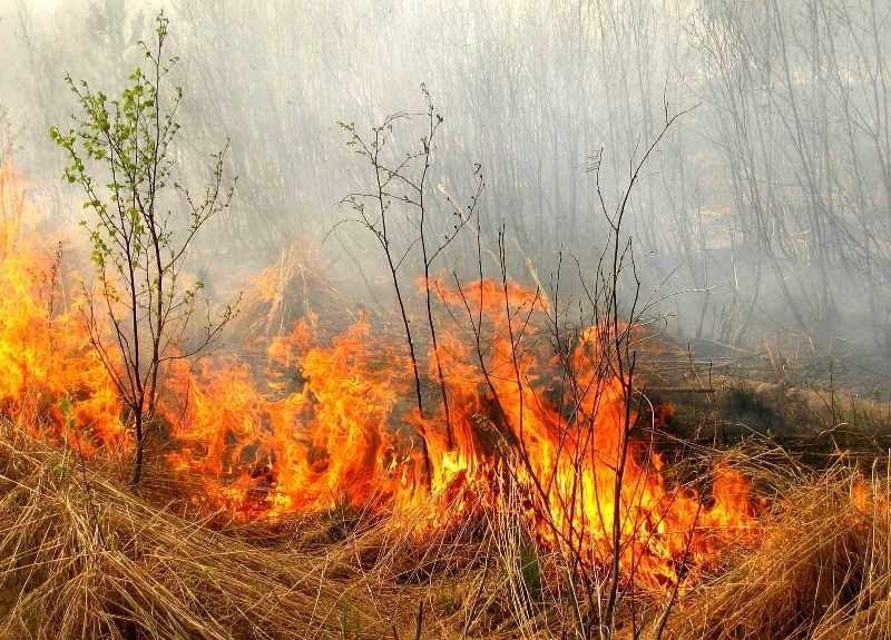 Цифра дня: 1000 – кількість пожеж в екосистемах краю