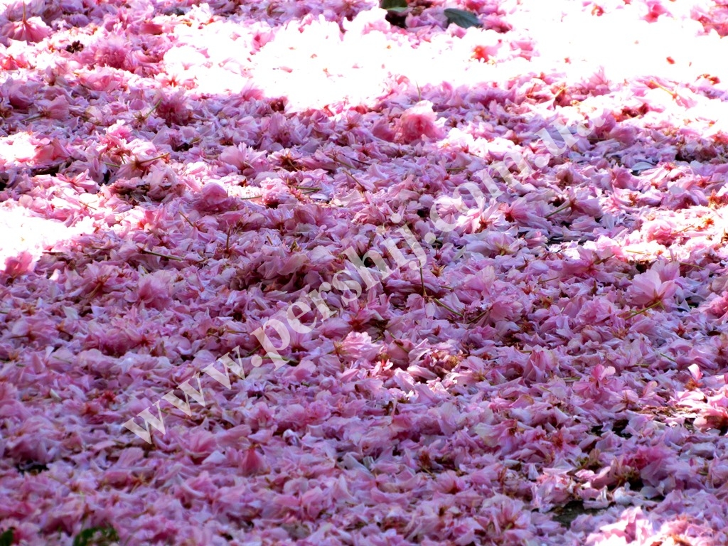 Великодня непогода обірвала рожеве "паломництво" у Мукачеві (ФОТО)