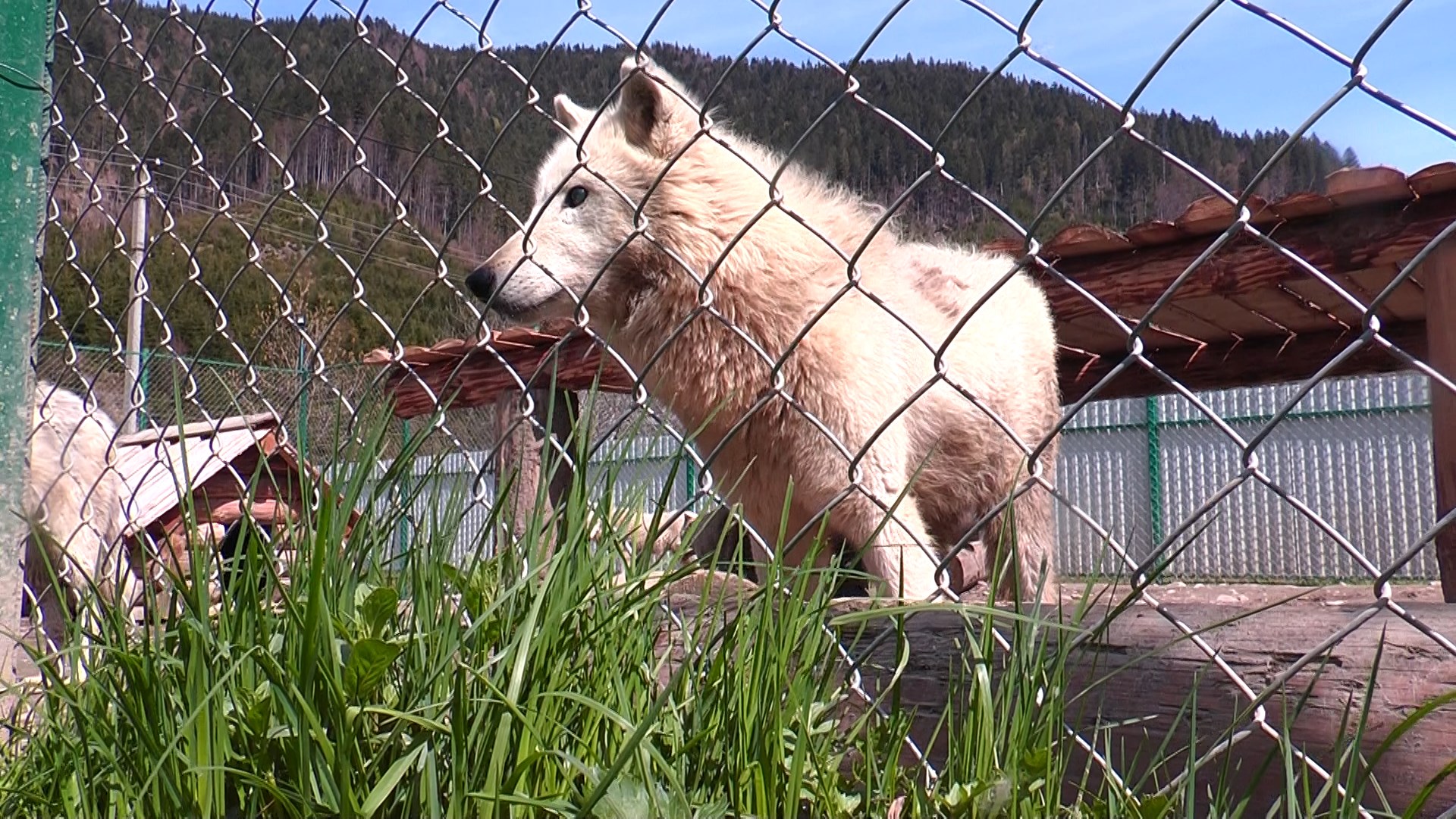 Держекоінспекція перевірила умови утримання вовків на Міжгірщині (відео)