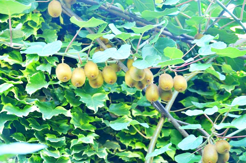 На Закарпатті вивели новий сорт нетипового для регіону екзотичного фрукта (ФОТО)