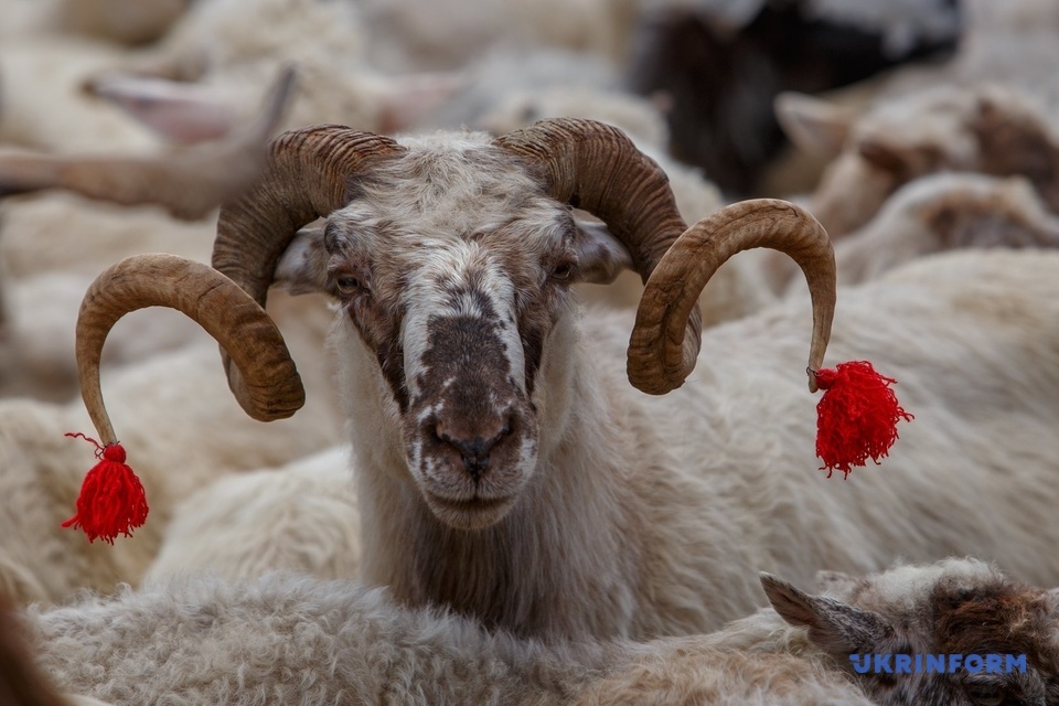 Найгарнішу та найспритнішу вівцю визначали на Хустщині (ФОТО)