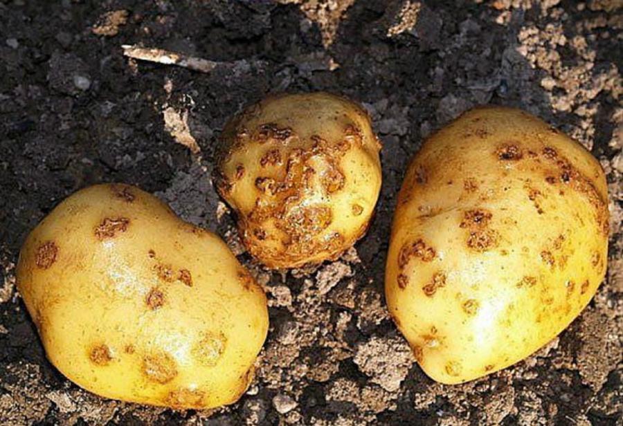 Неподалік Закарпаття зафіксовано випадки массового поширення раку картоплі